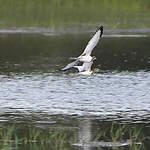 Jacana à longue queue