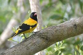 Black-hooded Oriole