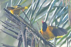 Black-hooded Oriole