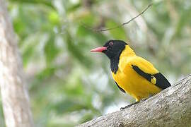 Black-hooded Oriole