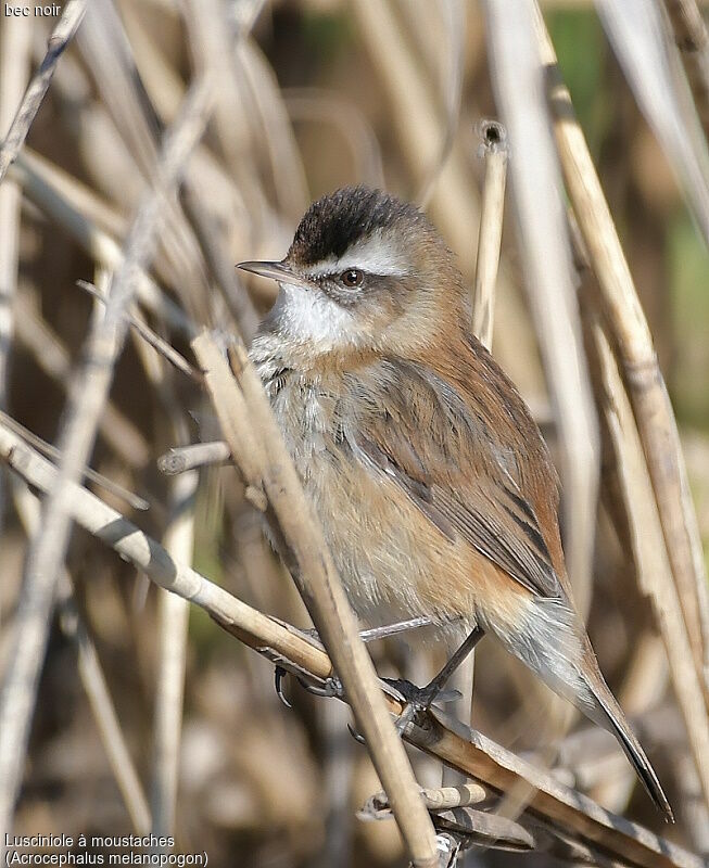 Moustached Warbler