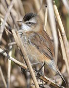 Moustached Warbler