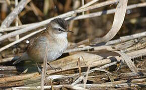 Moustached Warbler