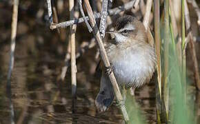 Moustached Warbler