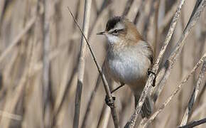 Moustached Warbler