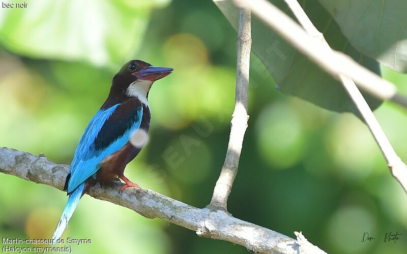 White-throated Kingfisher