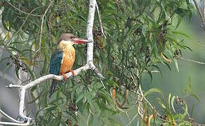 Stork-billed Kingfisher