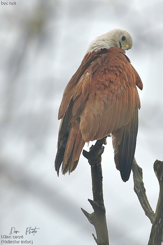 Brahminy Kite