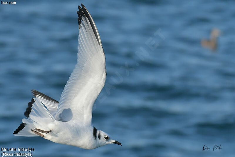 Black-legged KittiwakeFirst year