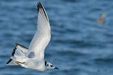 Mouette tridactyle