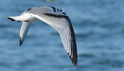 Mouette tridactyle