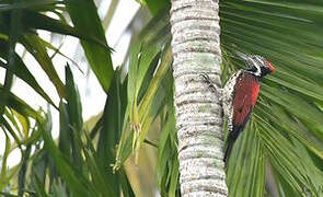 Red-backed Flameback