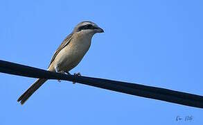 Brown Shrike