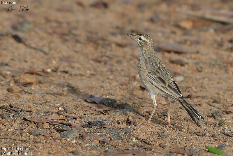 Pipit de Richard