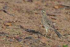 Pipit de Richard