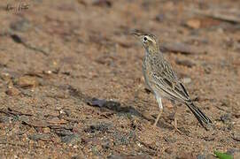 Richard's Pipit