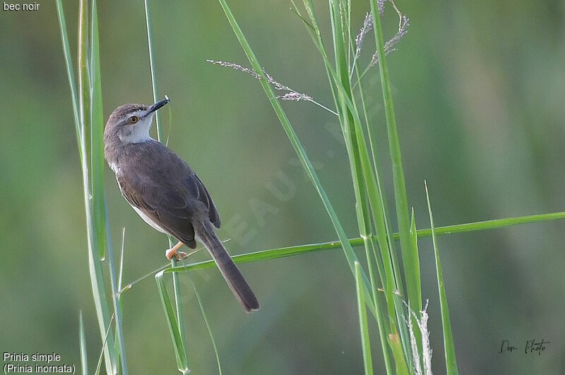 Plain Prinia