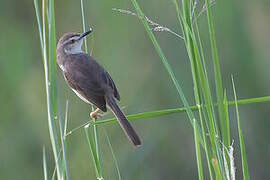 Plain Prinia