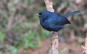 Indian Robin