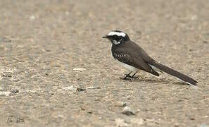 White-browed Fantail