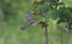 Blyth's Reed Warbler