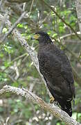 Crested Serpent Eagle