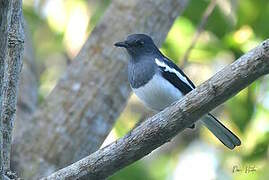 Oriental Magpie-Robin