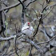 Redpoll