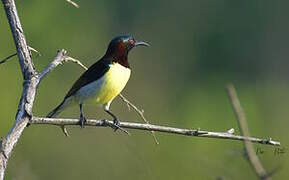 Purple-rumped Sunbird