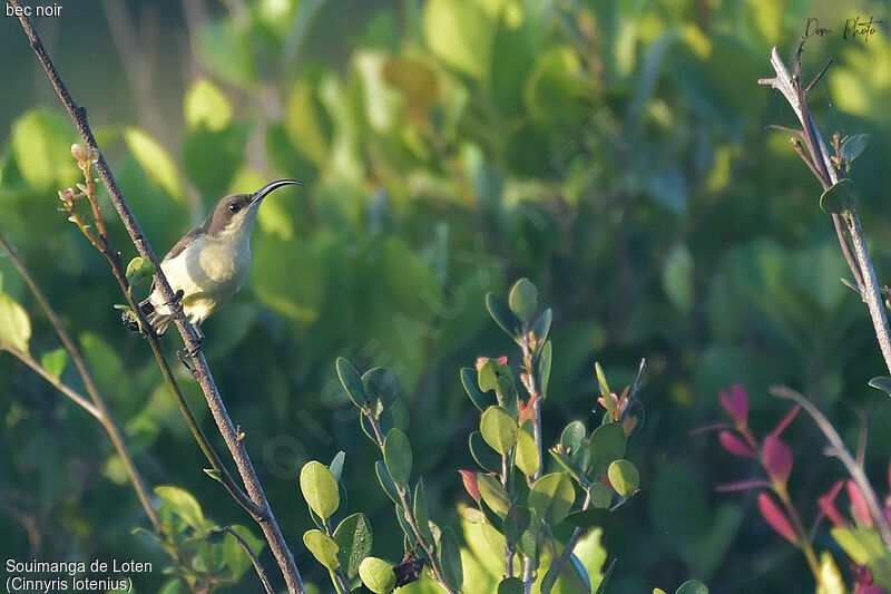 Loten's Sunbird