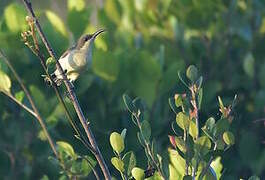 Loten's Sunbird