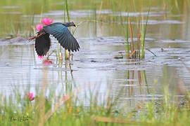 Grey-headed Swamphen