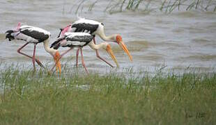 Painted Stork