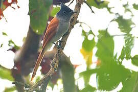 Indian Paradise Flycatcher