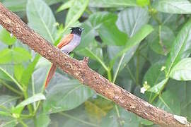 Indian Paradise Flycatcher