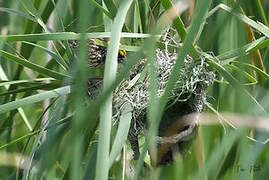 Streaked Weaver