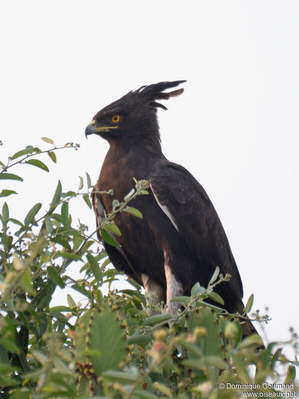 Aigle huppardadulte