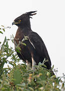 Long-crested Eagle