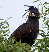 Long-crested Eagle