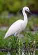 Aigrette garzette