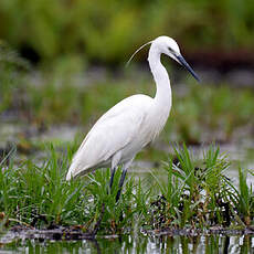 Aigrette garzette