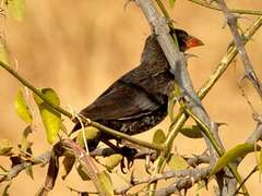 Red-billed Buffalo Weaver