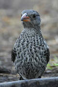 Red-billed Buffalo Weaver