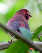 Red-billed Firefinch