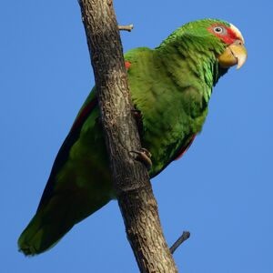 Amazone à front blanc