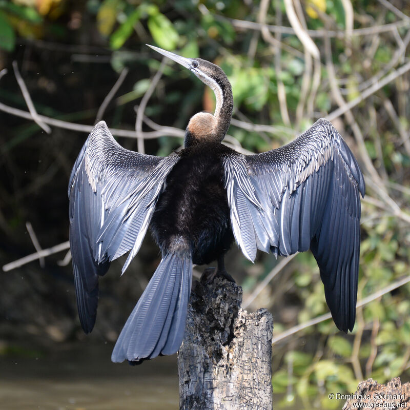 Anhinga d'Afriqueadulte