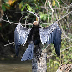 Anhinga d'Afrique