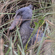 Shoebill