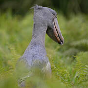 Shoebill