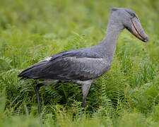 Shoebill